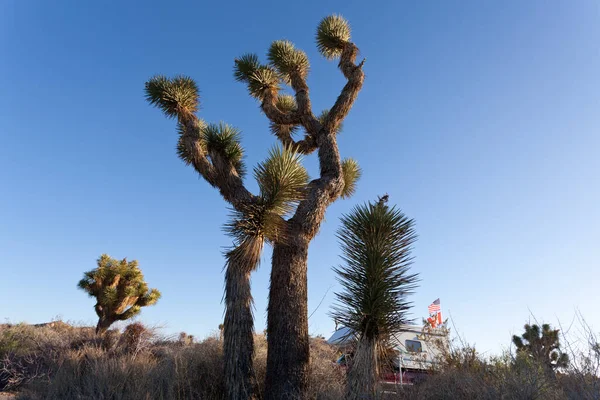 アメリカ合衆国カリフォルニア州ジョシュア ツリー国立公園のモハーヴェ砂漠にあるユッカ フォリアのジョシュア ツリーの下に駐車したキャンパー — ストック写真