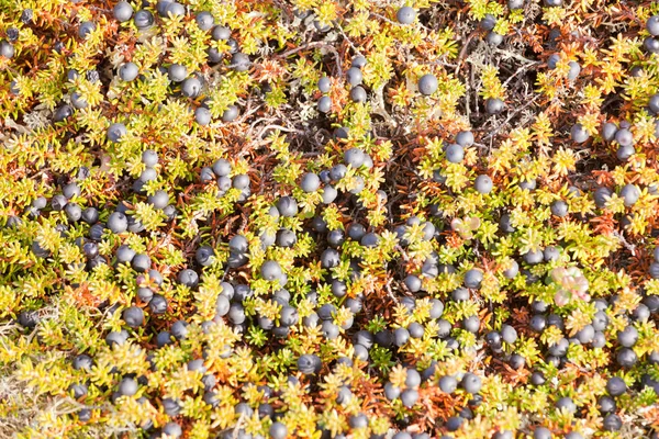 Pianta Nera Crowberry Empetrum Nigrum Mossberry Maturo Bacche Selvatiche Colore — Foto Stock