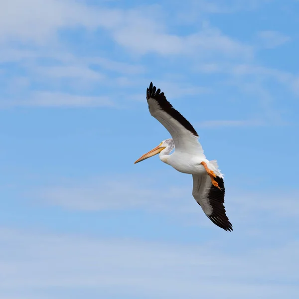 Great White Pelican Pelecanus Onocrotalus Adult Bird Flight Soon Land — Stock Photo, Image