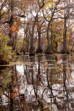 Merchants Millpond State Park, Kuzey Carolina, NC, ABD 'deki Water Tupelo, Nyssa aquatica ve Cypress ağacının sonbahar renkleri.