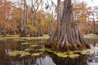 Merchants Millpond State Park, Kuzey Carolina, NC, ABD 'deki Water Tupelo, Nyssa aquatica ve Cypress ağacının sonbahar renkleri.