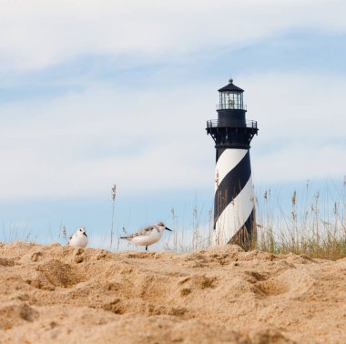 Sanderlings, Calidris alba, Cape Hatteras Lighthouse ile kıyı kuşları Buxton, Kuzey Carolina, ABD yakınlarındaki Outer Banks adasının kumullarının arkasında