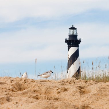 Sanderlings, Calidris alba, shore birds with Cape Hatteras Lighthouse behind dunes of Outer Banks island near Buxton, North Carolina, US clipart