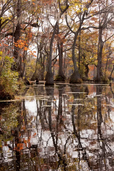 美国北卡罗莱纳州Merchants Millpond州立公园水草 水草和柏树紫杉树秋天的颜色 — 图库照片