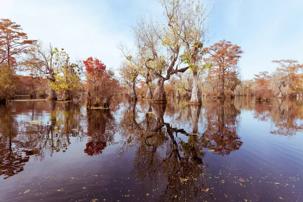 Fall Colors Water Tupelo Nyssa Aquatica Cypress Tree Taxodium Distichum — Stock Photo, Image