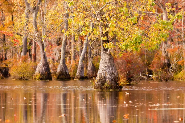美国北卡罗莱纳州Merchants Millpond州立公园水草 水草和柏树紫杉树秋天的颜色 — 图库照片