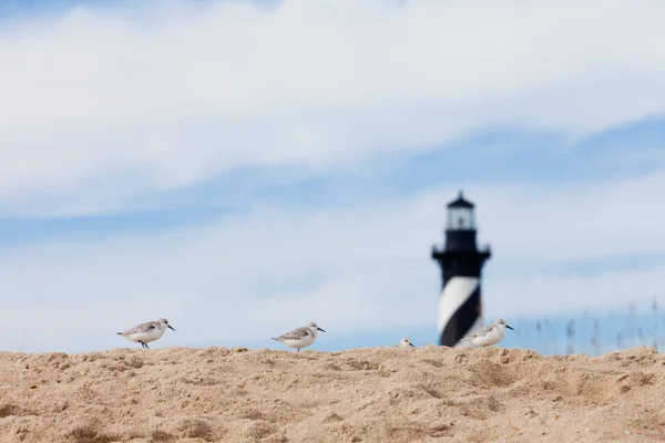 Sanderlings Calidris Alba 美国北卡罗来纳州Buxton附近外滩岛沙丘后面的海岸鸟类 哈特拉斯角灯塔 — 图库照片
