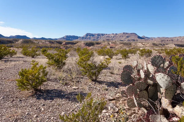 Chihuahuan Desert Landscape Big Bend Ranch State Park Τέξας Ηπα — Φωτογραφία Αρχείου