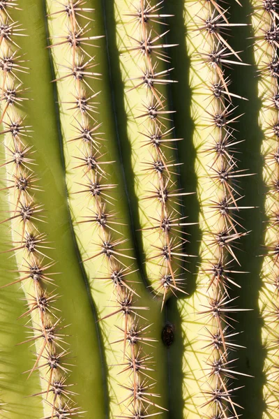 Spiny Żeber Szczegółowo Saguaro Kaktus Carnegiea Gigantea Abstrakcyjny Wzór Tekstury — Zdjęcie stockowe