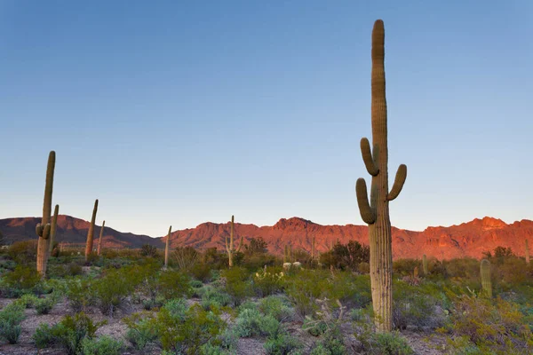 Pustynny Krajobraz Zachodu Słońca Parku Narodowym Saguaro Pobliżu Tucson Arizona — Zdjęcie stockowe