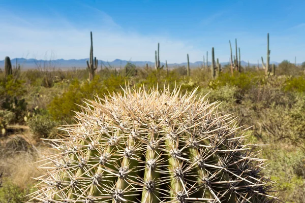 Kręgosłup Młodego Kaktusa Saguaro Carnegiea Gigantea Krajobrazie Parku Narodowego Saguaro — Zdjęcie stockowe