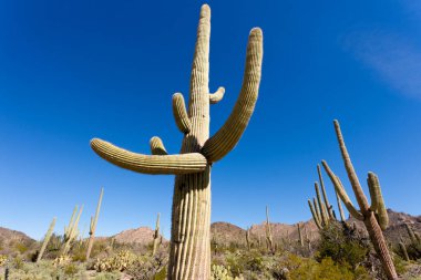 Tucson, Arizona, ABD yakınlarındaki Saguaro Ulusal Parkı 'nda yeşil Sonoran Çöl bitkisi ve ikonik Saguaro kaktüsü, Carnegiea dev çayı