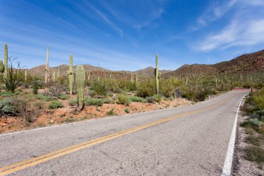 Tucson, Arizona, ABD yakınlarındaki Saguaro Ulusal Parkı 'nda yeşil Sonoran Çöl bitkisi ve ikonik Saguaro kaktüsü, Carnegiea devasa çayı ile dolu boş viraj otoyolu.