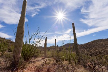 Tucson, Arizona, ABD yakınlarındaki Saguaro Ulusal Parkı 'nda, yeşil Sonoran Çöl bitkisi ile ikonik Saguaro kaktüsü, Carnegiea dev çayı arasında sıcak güneş var.