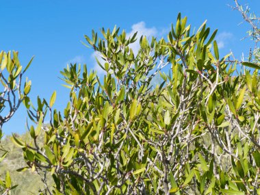 Meksika 'nın zıplayan fasulyesi Sebastiania bilocularis, yerli çöl insanları tarafından zehirli oklar için kullanılan bitki özü içerir.