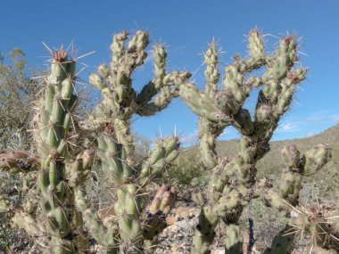 Kaktüs Buckhorn Cholla, Opuntia akanthocarpa, Sonoran Çölü 'nün yeşil bitki örtüsü.
