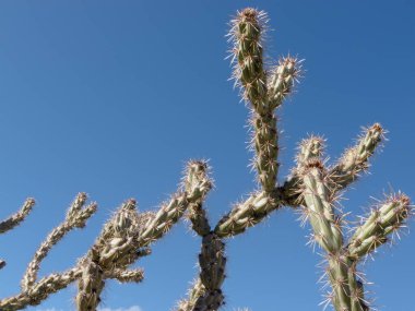Kaktüs Buckhorn Cholla, Opuntia akanthocarpa, Sonoran Çölü 'nün yeşil bitki örtüsü.