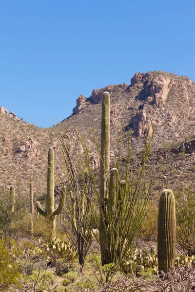 アリゾナ州ツーソン近くのサガロ国立公園の砂漠の風景 緑のソノラ砂漠の植生と象徴的なサガロサボテン カーネギーギガティー — ストック写真