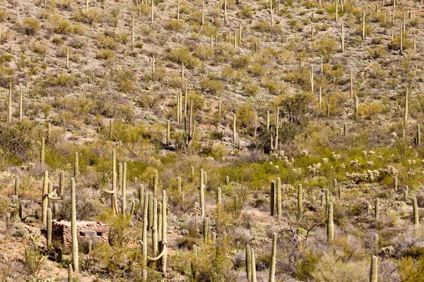 アリゾナ州ツーソン近くのサガロ国立公園にある歴史的な石造りの建物 緑のソノラ砂漠の植生と象徴的なサガロサボテン カーネギージガンティーの間 — ストック写真