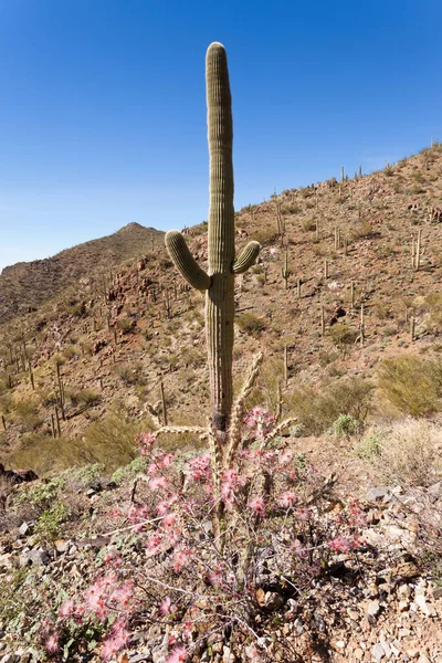 Kvetoucí Víla Duster Závod Calliandra Eriophylla Saguaro Kaktus Carnegiea Gigantea — Stock fotografie