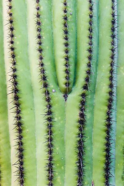 Spiny Zielonej Skóry Saguaro Kaktusa Carnegiea Gigantea Abstrakcyjny Wzór Tekstury — Zdjęcie stockowe