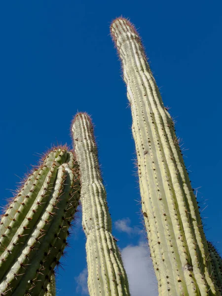 Kaktus Organowy Stenocereus Thurberi Kolumnowy Kaktus Pustyni Sonoran — Zdjęcie stockowe