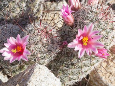 Çiçekli balık kancası iğnelik kaktüsü, Mammillaria grahamii, çöl zemininde yakın plan bitki örtüsü.