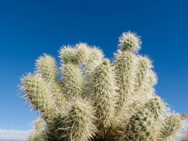 Teddy Bear Cholla kaktüsü, Cylindropuntia bigelovii, mavi çöl gökyüzüne karşı dikenli bölümler.