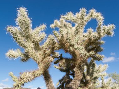 Teddy Bear Cholla kaktüsü, Cylindropuntia bigelovii, mavi çöl gökyüzüne karşı dikenli bölümler.