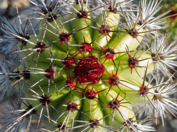 Kaktus Stenocereus Thurberi Kręgosłup Kolumny Nowym Wzrostem — Zdjęcie stockowe
