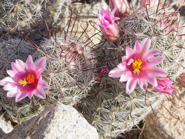 Blooming Fishhook Pincushion cactus, Mammillaria grahamii, close-up vegetation on desert floor