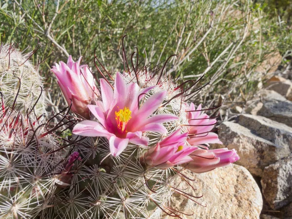 Bloeiende Vishaak Speldenkussen Cactus Mammillaria Grahamii Close Vegetatie Woestijnbodem — Stockfoto