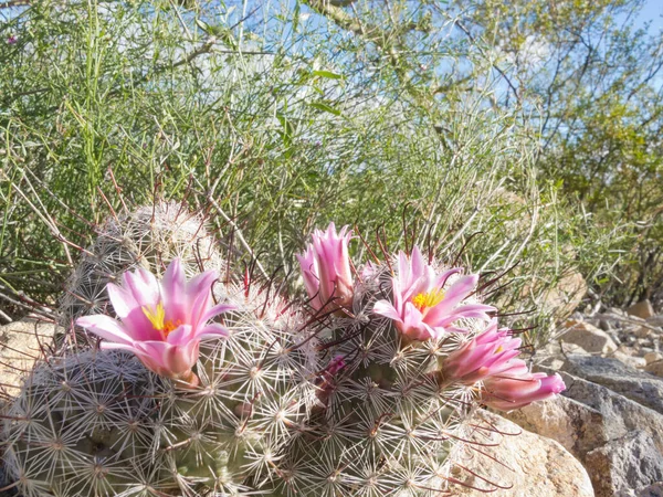 Bloeiende Vishaak Pincushion Cactus Mammillaria Grahamii Close Onder Andere Groene — Stockfoto