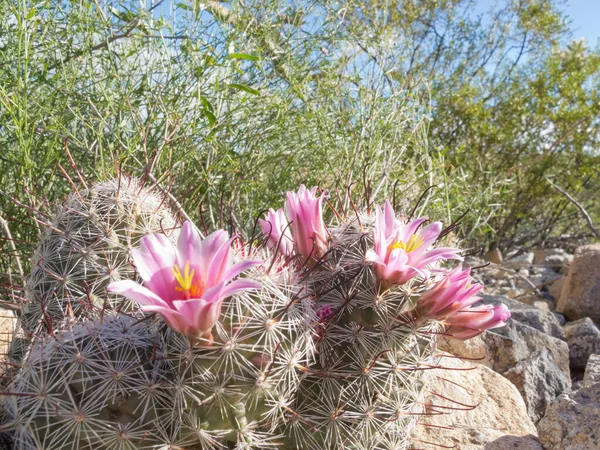 Bloeiende Vishaak Speldenkussen Cactus Mammillaria Grahamii Close Onder Andere Groene — Stockfoto