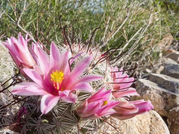 Bloeiende Vishaak Speldenkussen Cactus Mammillaria Grahamii Close Vegetatie Woestijnbodem — Stockfoto