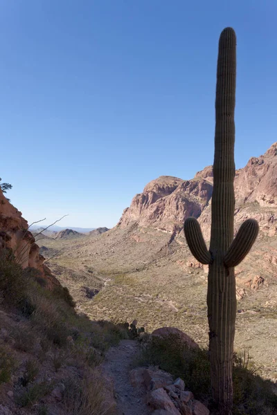 Kaktus Saguaro Pohoří Ajo Národní Památka Varhanní Dýmky Arizona Usa — Stock fotografie