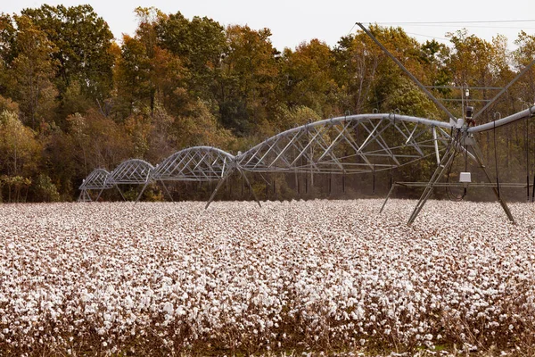 Meccanismo Automatico Irrigazione Perno Tra Filari Cotone Maturo Terreno Agricolo — Foto Stock