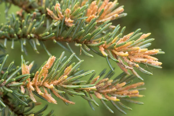 Gran Labrador Tea Rust Chrysomyxa Svampsjukdom Som Växer Gula Apelsinsporer — Stockfoto