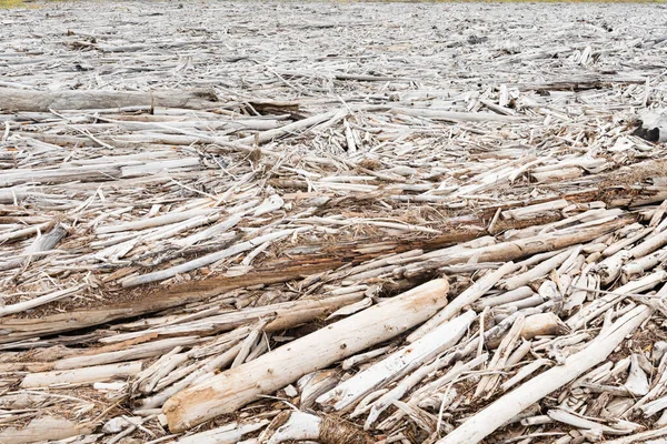 Dode Grijze Driftwood Natuur Achtergrond Textuur Patroon Abstract Als Ontbossing — Stockfoto