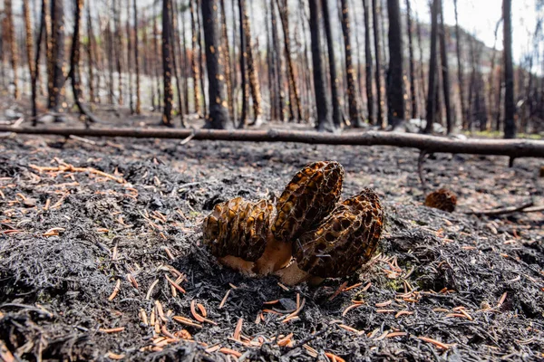 Cluster Black Morels Morchella Elata Mushrooms Growing Forest Fire Burnt — Stock Photo, Image