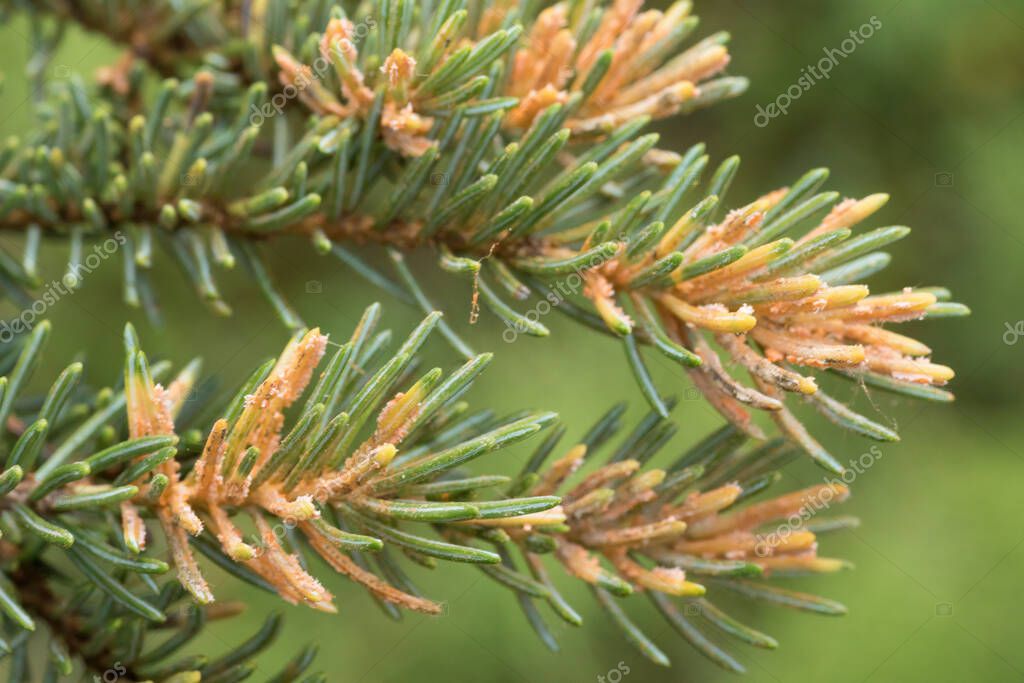 Spruce Labrador Tea Rust, Chrysomyxa sp., enfermedad fúngica que crece ...