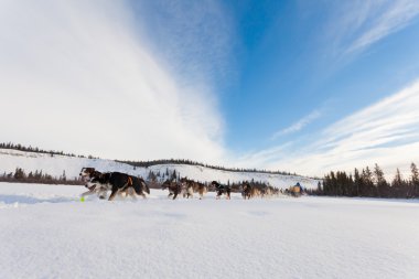 Hevesli atlı kızak köpek takım zor çekerek