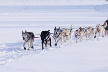 Hevesli atlı kızak köpek takım zor çekerek