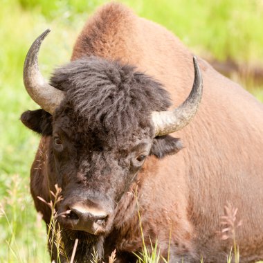Wood buffalo bull Bison bison athabascae clipart