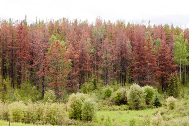 Mountain Pine Beetle killed pine forest clipart