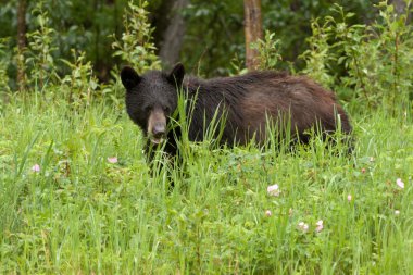 Genç siyah ayı Ursus americanus yeşil çayır yem