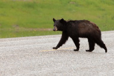 Islak siyah ayı Ursus americanus geçiş yolu