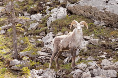 Stone Sheep ram Ovis dalli stonei Canadian wildlife clipart
