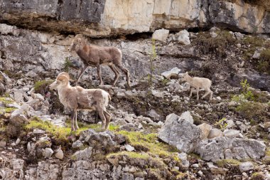 Stone Sheep Ovis dalli stonei family clipart