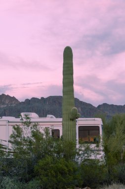 Kamp kamyonet ve karavan Rv Saguaro kaktüsü çöl